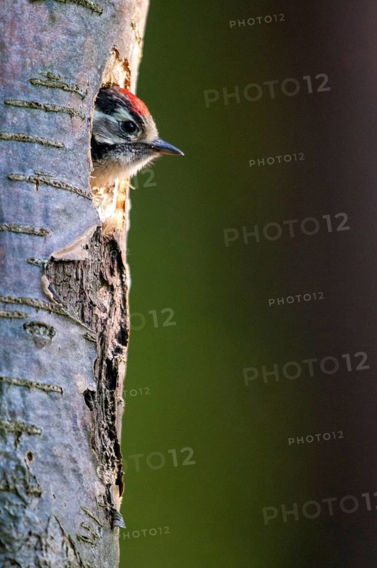 Dendrocopos minor, dryobates minor, small woodpecker, lesser spotted woodpecker, birds, adolescent, high size, portrait, juvenile, piciforms, woodpeckers, birds, woodpecker