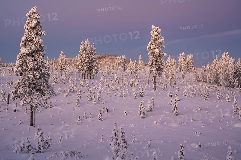 Snowy winter forest at dusk, Nattavaara, Norrbotten, Lapland, Sweden, November 2023