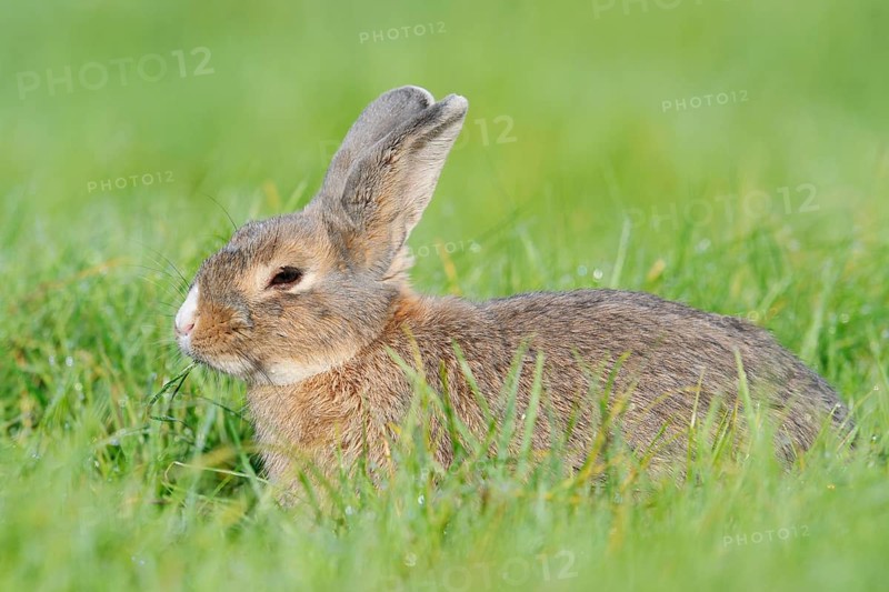 Wild pet rabbit sitting in a meadow, North Rhine-Westphalia, Germany