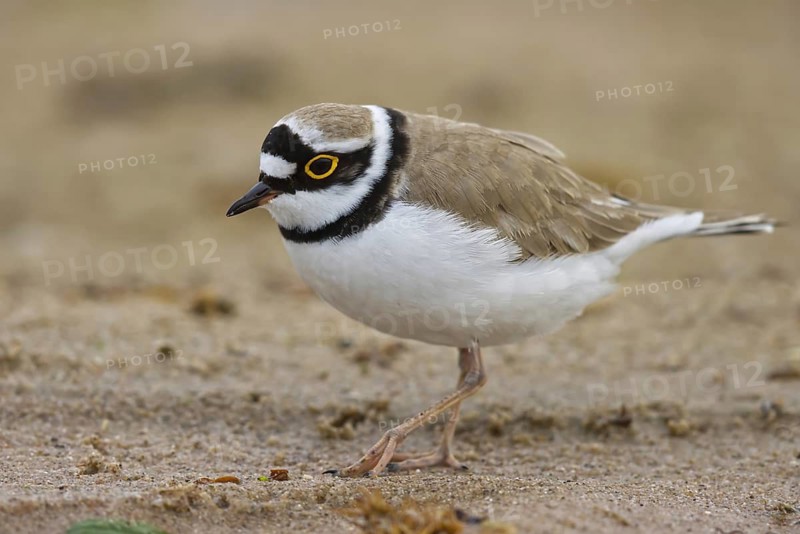 Little Ringed Plover (Charadrius dubius) female foraging, North Rhine-Westphalia, Germany