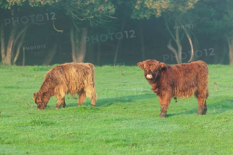 Early one sunny morning, two Highland calves (Bos primigenius taurus) stand in a green pasture at the edge of the forest. Bavaria, Germany