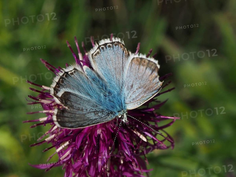 Close-up of a blue butterfly, the Chalkhill Blue (Polyommatus coridon), on a purple flower, Goms, Canton of Valais, Switzerland
