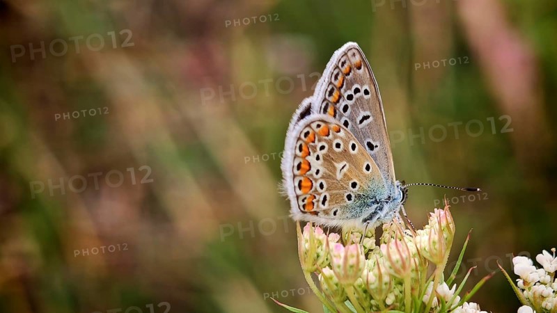 Close-up: a colourful common blue (Polyommatus Icarus) perched on a white flower, with a bokeh background, summer on the Rennsteig, Frankenwald nature park Park, Upper Franconia