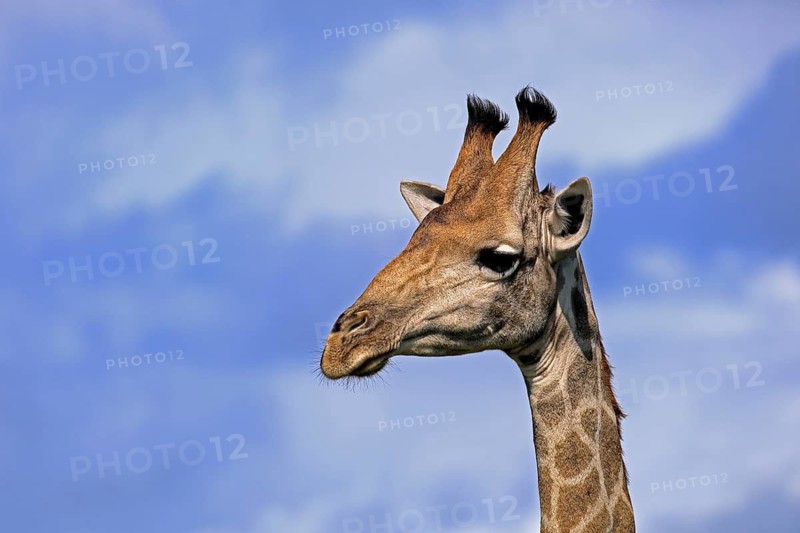 Giraffe (Giraffa camelopardalis giraffa), adult, portrait, Kruger National Park, Limpopo Province, South Africa