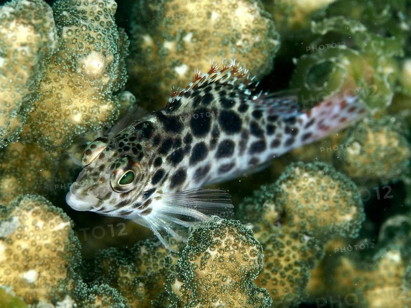 Black-and-white-patterned tufted wrasse, Coral hawkfish (Cirrhitichthys oxycephalus), amongst textured corals, House Reef dive site, Penyapangan, Bali, Indonesia