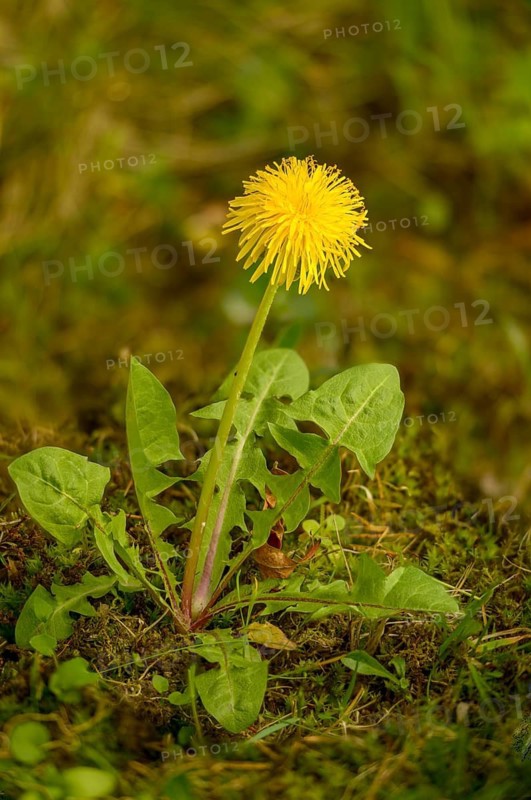 Asteraceae, common dandelion, daisy, dandelion, dandelion, dandelion, taraxacum officinale agg., flora, high size, vertical format, plants, plants