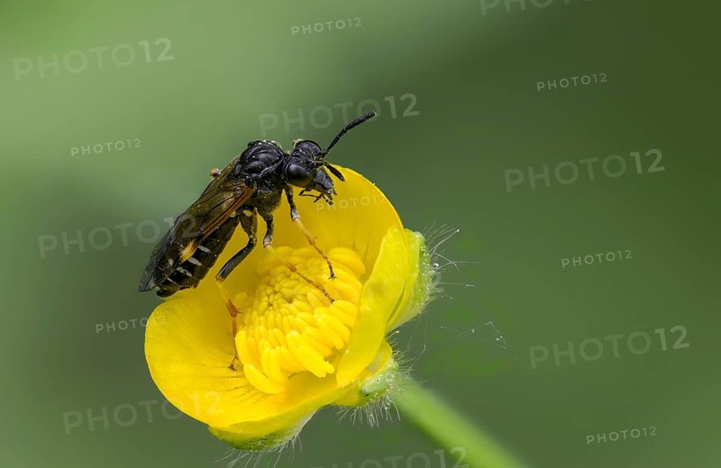 Leaf wasp, Elinora Köhleri, geranium sawfly, hymenoptera, stork-billed leaf wasp, tenthredo köhleri, insects