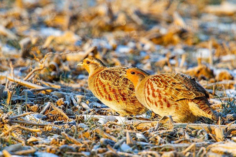 Grey partridge (Perdix perdix) Germany