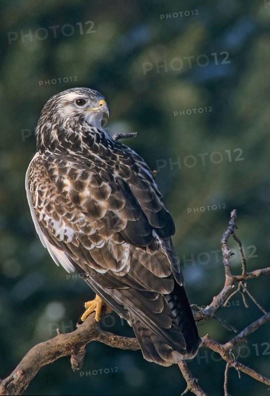 Accipitriformes, buzzard, buteo buteo, buzzard, buzzard, birds of prey, high size, portrait format, leo, raptor, raptors, birds, winter