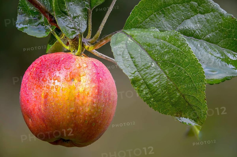 Malus domestica, pyrus malus, rosaceae, rose family, apple tree, flora, cultivated apple, fruit, plants, plants