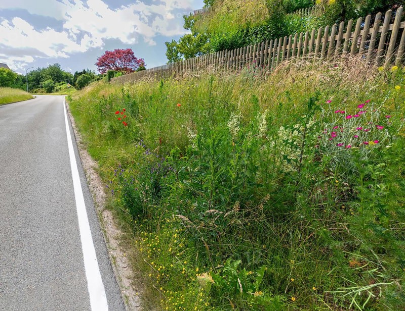 Roadside green, side green, flowering area, flower strips, ruderal surface, roadside, roadside strips