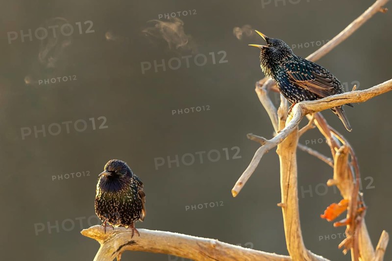 Star, Starling, Sturnus Vulgaris, Birds, Song, Passeri, Singing, Songbirds, Birds, Y12