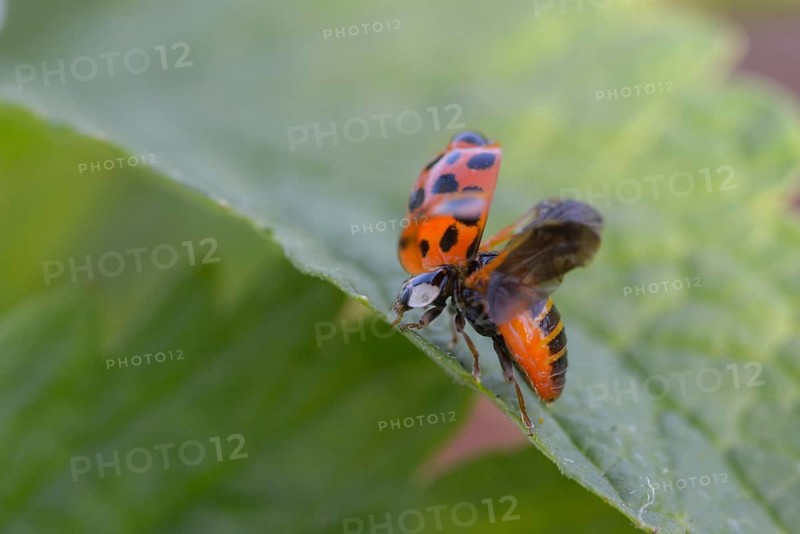 Asian ladybeetle, Asian ladybug, coccinellidae, coccinellinae, harlequin ladybug, harmonia axyridis, ladybird, departure, beetle, coleoptera, departure, harlequin, insects, beetles, multicolored Asian
