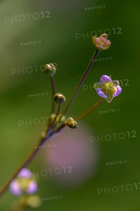 Alisma plantago-aquatica, alismataceae, frog spoon, frog spoon family, common frog spoon, flora, high size, vertical format, plants, plants