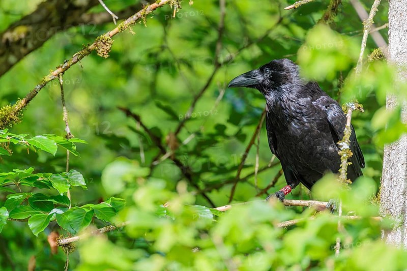 A common raven (Corvus corax) perches on a branch at the edge of a forest on a sunny spring day. Austria