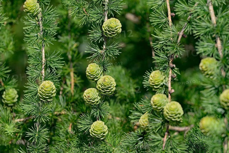 European larch (Larix decidua), branches with green cones, North Rhine-Westphalia, Germany