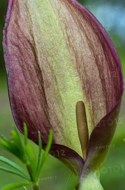 Araceae, Arum Maculatum, Spotted Arum Wand, Adder's Root, Arum Lily, Flora, High Size, Portrait, Plants, Snakeshead, Wild Arum