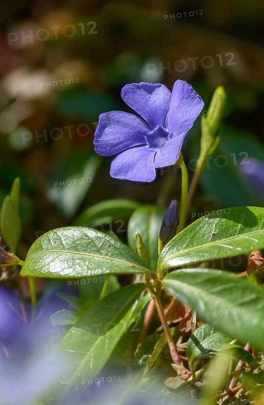 Evergreen, small evergreen, small singgreen, vinca minor, dwarf periwinkle, flora, high size, portrait format, lesser periwinkle, plants