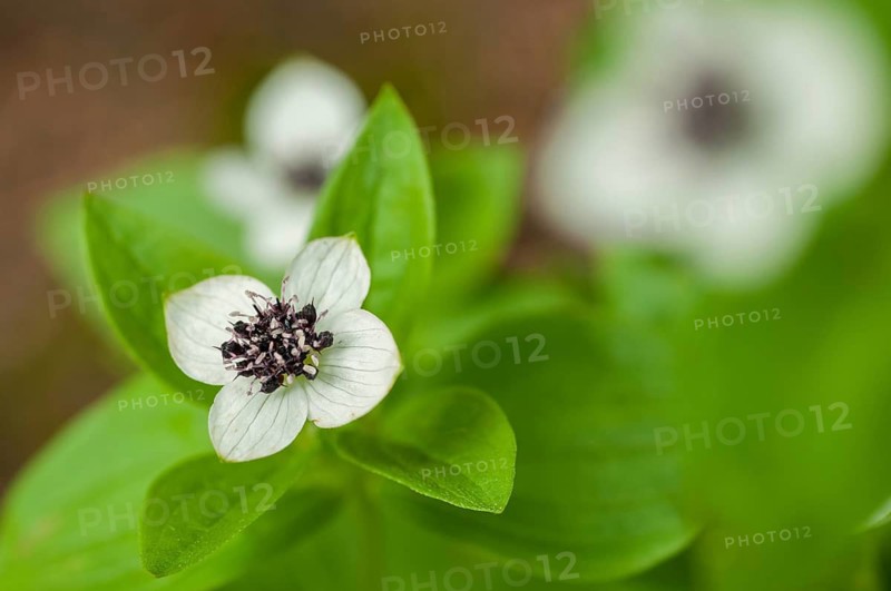 Cornaceae, Cornus suecica, Finland, dogwood, dogwood, Swedish dogwood, bunchberry, dwarf cornel, flora, plants, plants