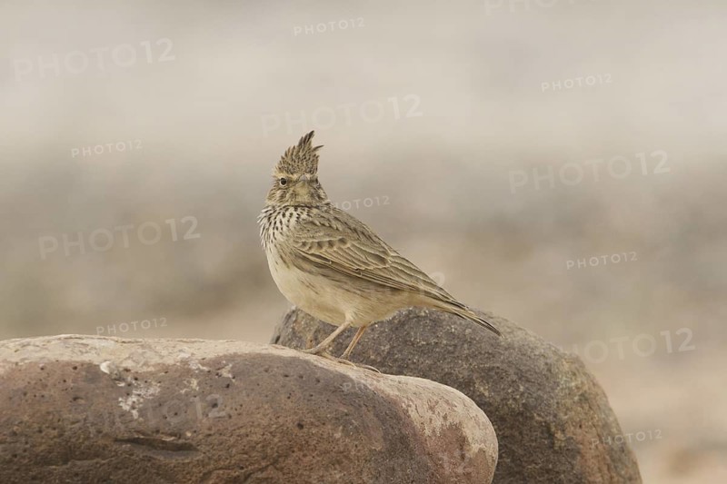 Thekla Lark (Galerida theklae), Morocco