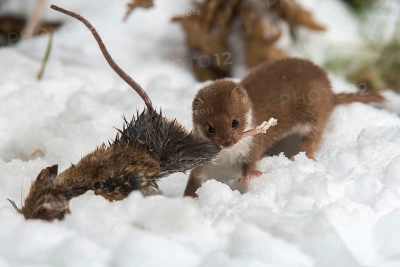 Carnivora, least weasel, mouse weasel, mustela nivalis, predators, prey, capture, hunting, mammals, mouse, raptors, snow, mammals, winter