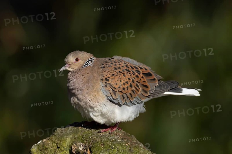 European turtle dove (Streptopelia turtur) adult bird on a rock, England, United Kingdom