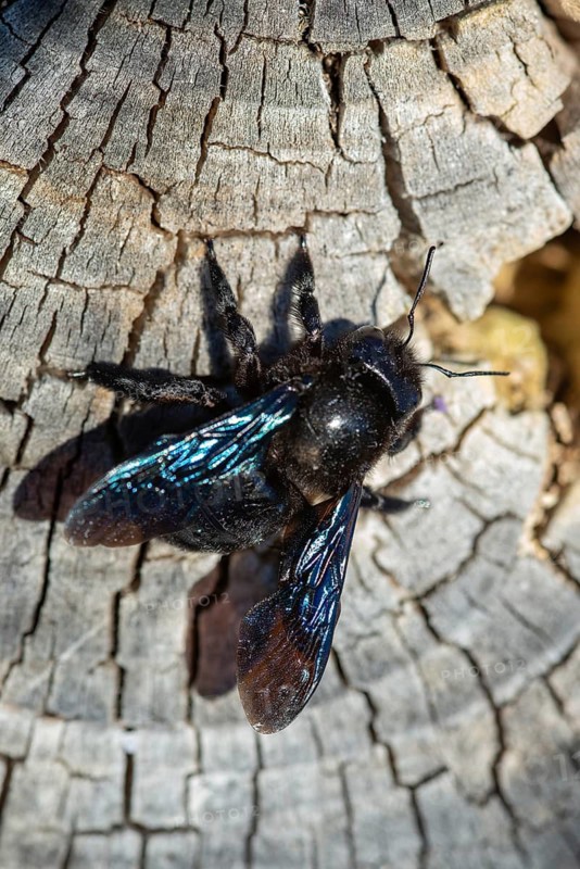 Apidae, bees, blue wood bee, large wood bee, hymenoptera, violet-winged wood bee, xylocopa violacea, high size, portrait format, insects, violet carpenter bee