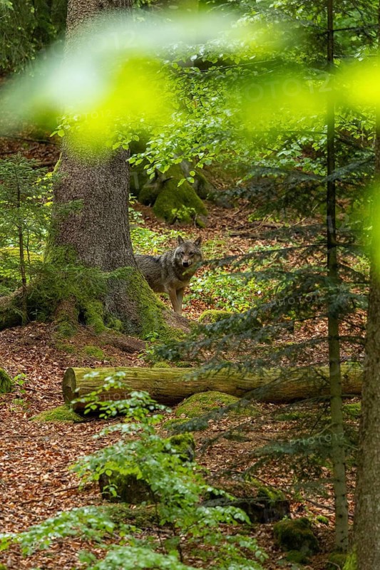A wolf stands in a peaceful, green forest amongst tall trees and dense foliage, a wolf (Canis lupus lupus) standing in a forest, Bavarian Forest National Park, Bavaria, Germany