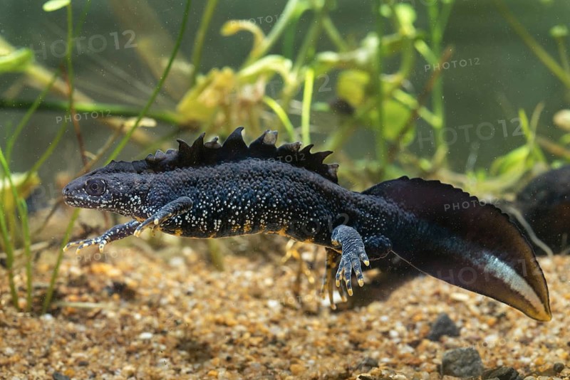 Great crested newt, crested newt, northern crested newt, Triturus cristatus, amphibians, amphibians, amphibians, amphibians, amphibians, male, newt, northern crested newt, warty newt