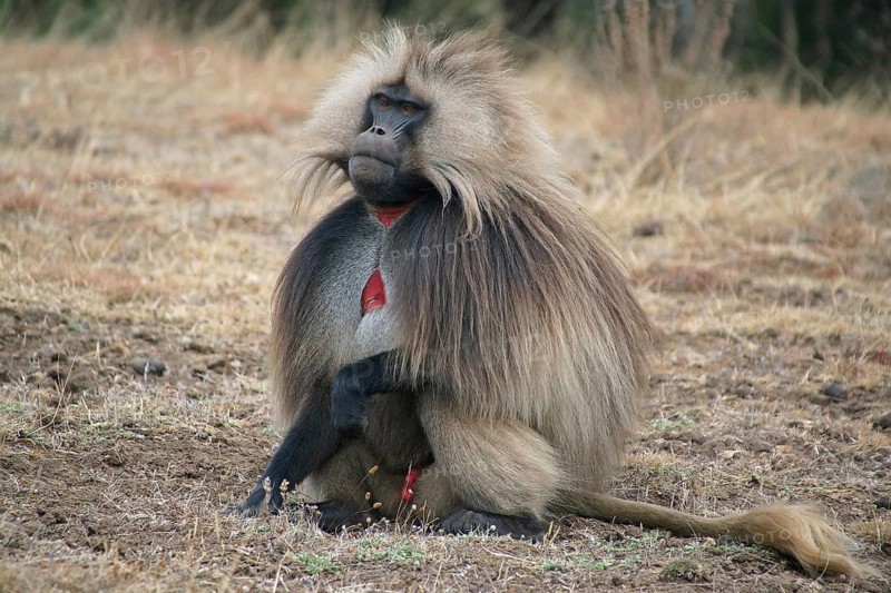 Africa, Ethiopia, Jelada, monkey, baboon, Theropithecus gelada, blood-breasted baboon, Ethiopia
