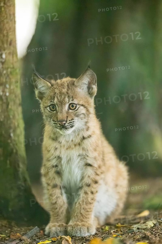 Eurasian lynx (Lynx lynx) youngsters (cub) sitting in a forest, Bavaria, Germany