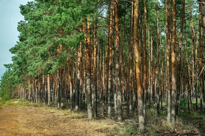 2023, Baltic pine, Brandenburg, Germany, forche, common pine, pine plants, nabu, Nabu project, national natural heritage, green house natural paradise, pinaceae, pinus sylvestris, red pine, scots pine, forest pine, scots pine, white pine, tree, post-mining landscape, trees, flora, greenhouse, intensive forestry, pine, monoculture, plants, tree