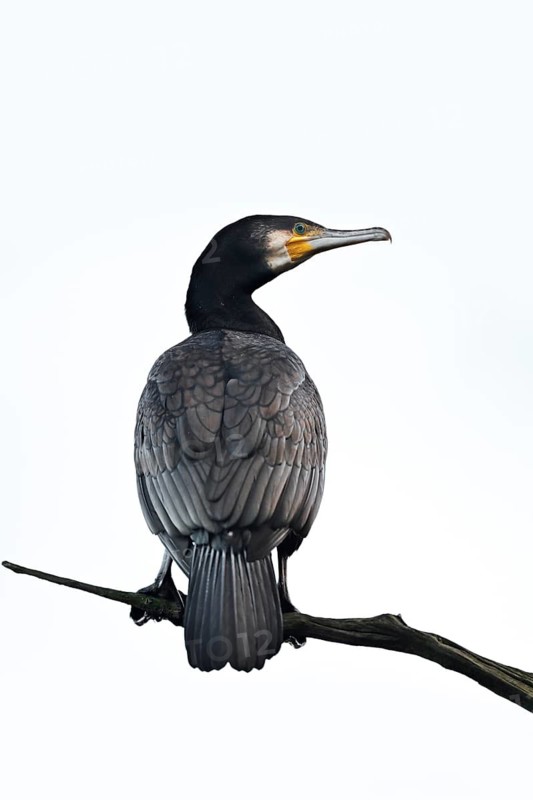 A cormorant (Phalacrocorax carbo) perched on a branch against a white background, North Rhine-Westphalia, Germany