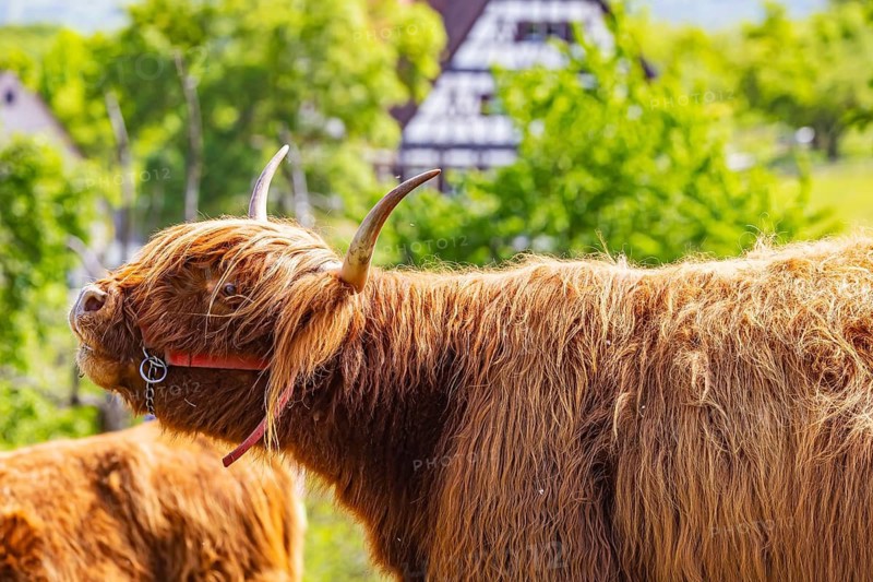 Scottish highland cattle at the Beuren open-air museum. Cattle as landscape conservationists in the Swabian Jura. Beuren, Baden-Württemberg, Germany
