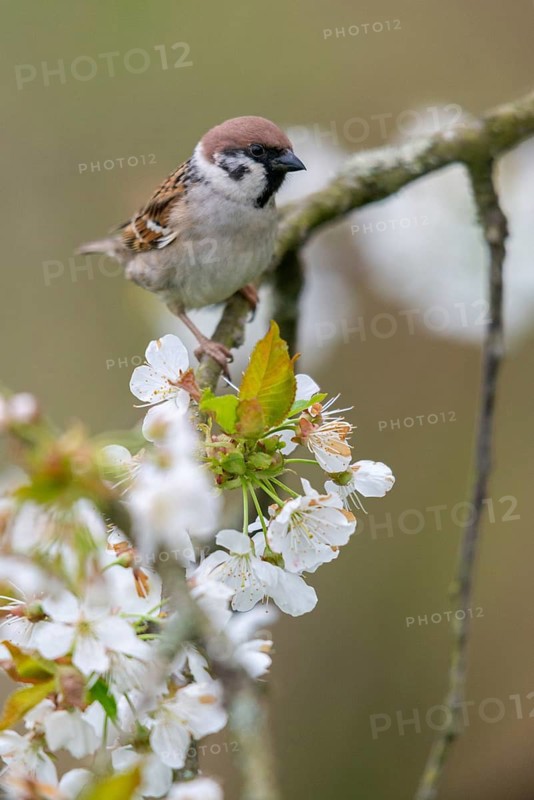 Tree Sparrow, Passer Montanus, Sparrow, Birds, Spring, High Size, Portrait, Meadow Orchard, Passeri, Songbirds, Songbirds, Sparrow, Sparrow, Sparrow, Sparrow, Sparrow, Spring, Orchard, Birds