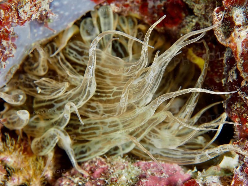 Transparent sea anemones with long tentacles, Aiptasia mutabilis, move gently amongst the reef, Muzil dive site, Stoja, Pula, Croatia, Mediterranean Sea