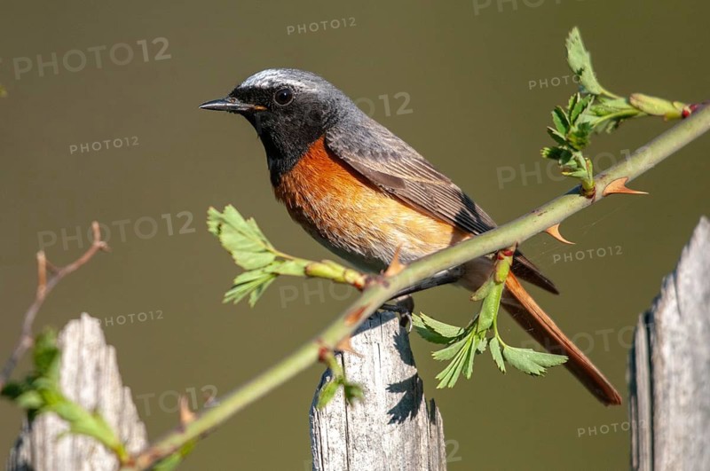 Garden redtail, Phoenicurus phoenicurus, redstart, birds, garden fence, garden birds, garden fence, male, passeri, songbirds, birds