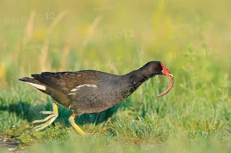 A moorhen (Gallinula chloropus) walks across a meadow with an earthworm in its beak, North Rhine-Westphalia, Germany