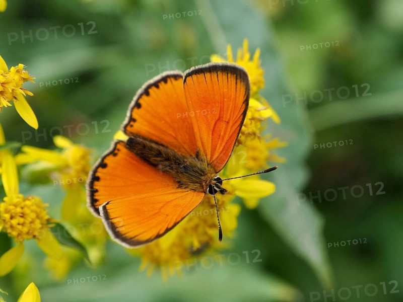 An orange butterfly, the Duke of Burgundy (Lycaena virgaureae), on bright yellow flowers amidst green foliage, Goms, Canton of Valais, Switzerland