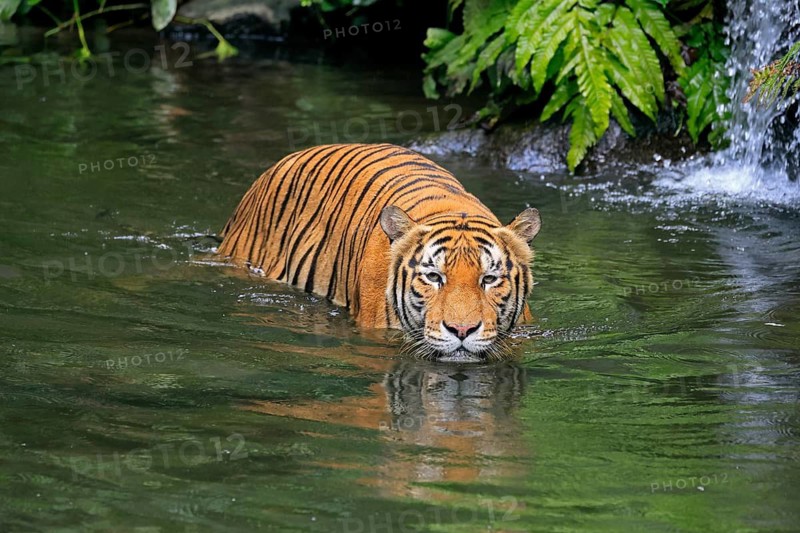 Malaysia tiger (Panthera tigris jacksoni), adult, in water, alert, Malaysia, Southeast Asia