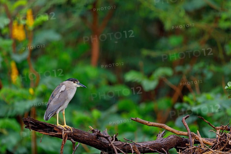 Black-crowned black crowned night heron (Nycticorax nycticorax), Bihoreau gris, HÈron bihoreau, Martinete Com?n, Ayn Razat, Salalah, Dhofar, Oman