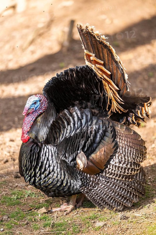 Wild turkey (Meleagris gallopavo) male spreading its feathers while standing on a meadow, Bavaria, Germany