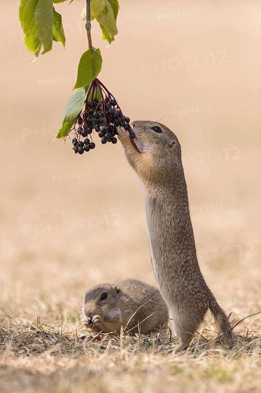 One European ground squirrel (Spermophilus citellus) or European souslik standing erected in dry grass and trying to catch some berries of European dwarf elder (Sambucus ebulus)
