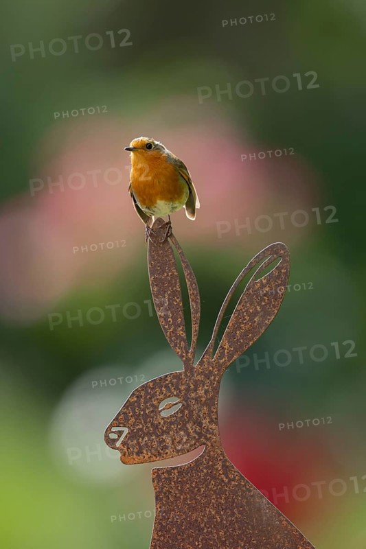 European robin (Erithacus rubecula) adult garden bird on a metal hare sculture, England, United Kingdom