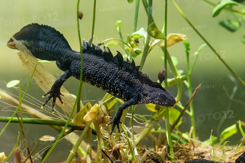 Great crested newt, crested newt, northern crested newt, Triturus cristatus, amphibians, amphibians, amphibians, amphibians, amphibians, male, newt, northern crested newt, warty newt