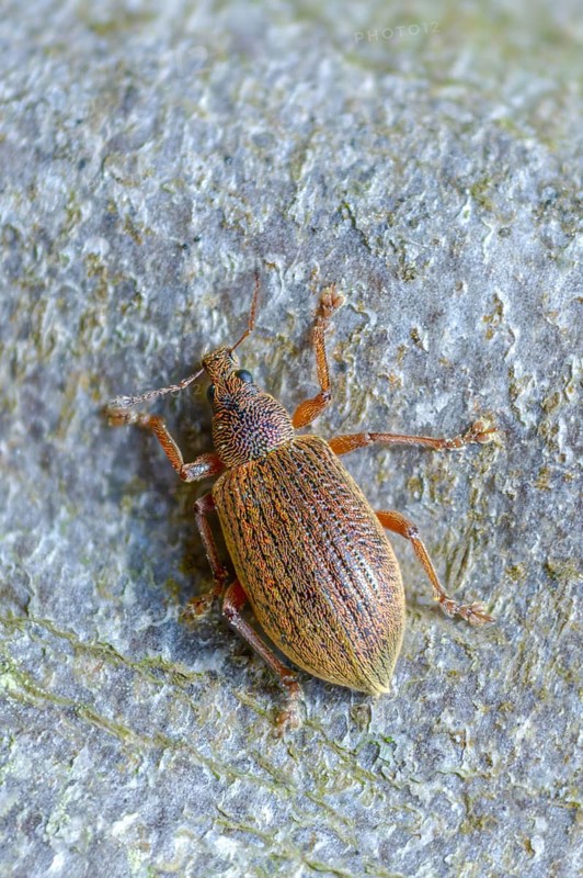 Coppery broad-nosed weevil, coppery weevil, polydrusus mollis, beetle, coleoptera, insects, beetles