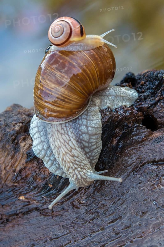 Burgundy snail, banded snails, cepaea, cepaea nemoralis, grove snail, hornworm snail, helicidae, helix pomatia, roman snail, snails, black-mouthed snail, vineyard snail, gastropod, high size, portrait format, mollusca, snails, snails, molluscs