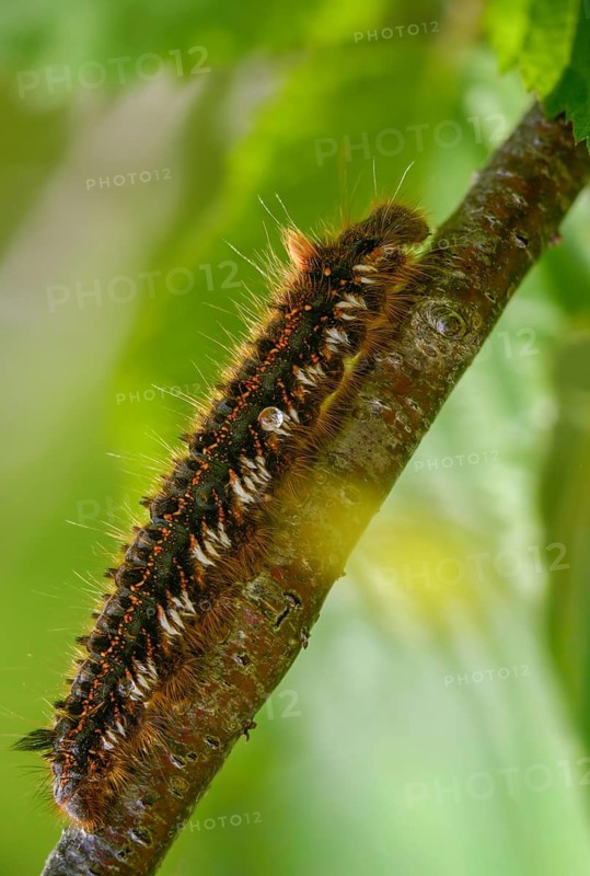 Euthrix potatoria, hen, grass hen, lasiocampidae, drinker, mealyworm, drinker, high size, portrait, inchworm, insects, moths, moths, moths, moths, caterpillar, butterflies