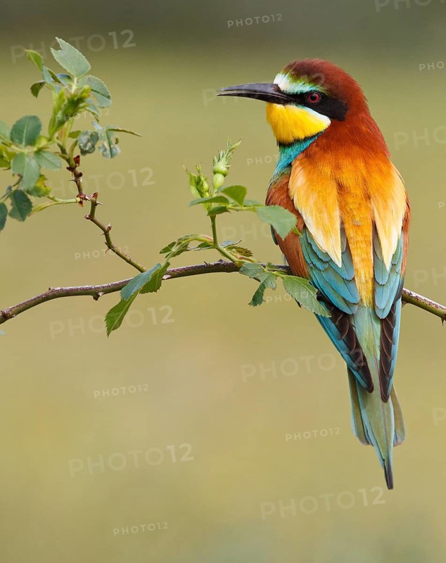 European Bee-eater (Merops apiaster), Castile, Spain