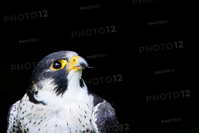 A close-up of a falcon against a black background, a peregrine falcon (Falco peregrinus), an adult bird of prey, headshot, alert, in summer, Šumava Forest, Czech Republic